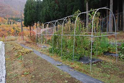 タマネギの定植が終わってから、トマトハウスを片付けることにしました。