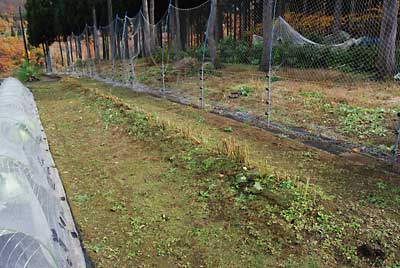 途中で小雨が降って来ましたが、なんとか片付きました。