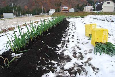 第一弾の日本海ネギの収穫をしました。