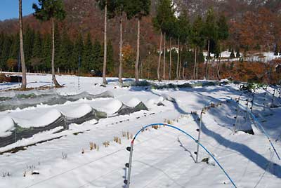 猿よけアミを設置した畑は２度目の雪に覆われてしまいました。