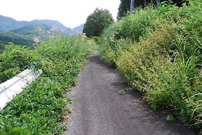 夏の道路です。