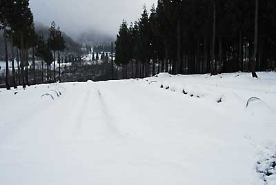 あまだまキャベツや白菜、そしてほうれん草も雪の下に入っています。