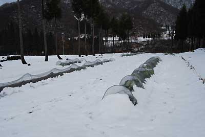 雪の下になった野菜の除雪に行って来ました。