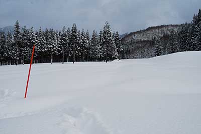 １週間ぶりに雪室に白菜の収穫に行って来ました。