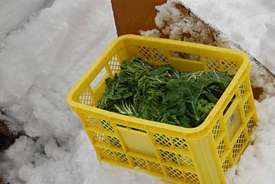 雪室白菜は、まだまだシャキッシャキです。