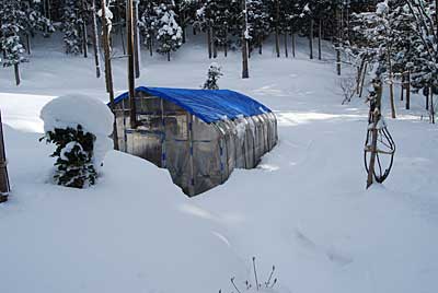 午後からハウスの除雪をすることに しました。