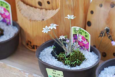 ハウスの中の雪割草がきれいに咲いています。