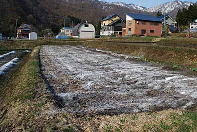 通称「下の畑」に石灰を播きました。