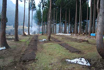 隣の神楽なんばんを植えていた畑の杉の葉とマルチの 片付けもしました。