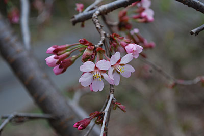 お隣さんの林内の山桜が咲き出しました。