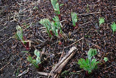 ウドの発芽が始まりました。