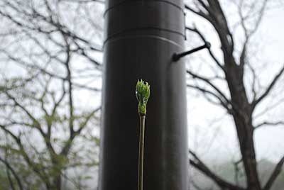 林内のコシアブラの芽があっというまに大きくなってきました。