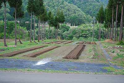 トラクターで耕耘しました。