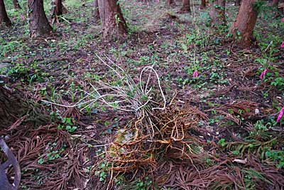 たコシアブラの苗をコシアブラ畑に補植 することにしました。