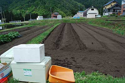 昨日、準備した畑に里芋を定植することにしました。