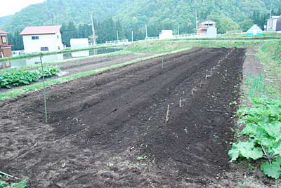 なんとか里芋と短径自然薯の定植が終了しました。