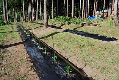 株間６０ｃｍで６０本の神楽なんばんの苗を定植しました。