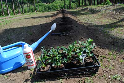 落花生の「おおまさり」を定植することにしました。