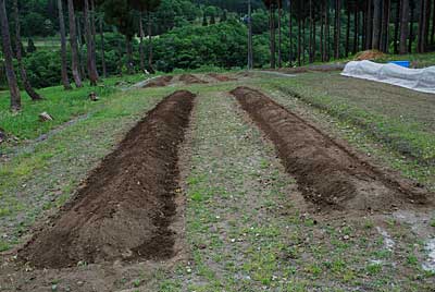 こちらの２はトマトなどを植えようと思っている畝です。