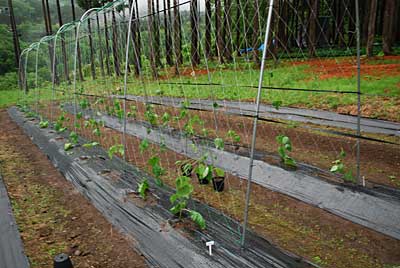 ハウスから苗を出して ３０本、定植しました。