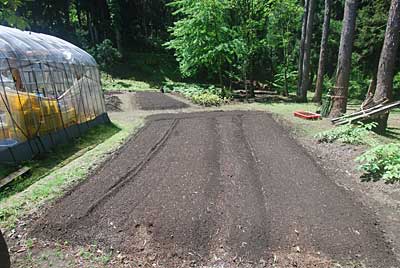 ハウスの隣の畑に神楽なんばんの苗と里芋を少々定植することにしました。