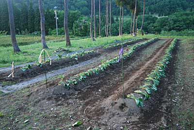 夕方の７時過ぎまでかかってサツマイモの苗の定植と水くれが終わりました。