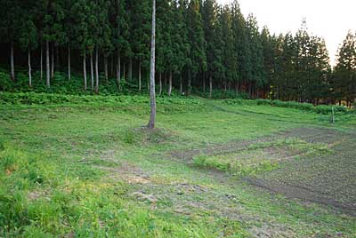 お隣の不耕作地の畑の草も刈らさせていただきました。