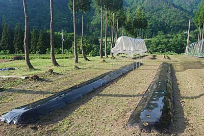 とりあえず、屋根にビニールを張りました。