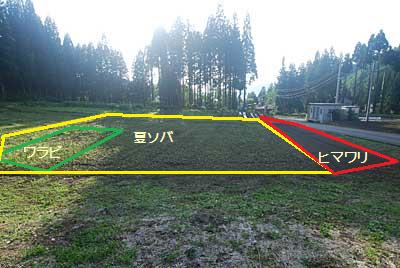 ため池の下の畑のヒマワリが芽を出し始めて来ました。