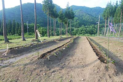 定植以来雨が降らないので 朝晩の水やりが大変です。