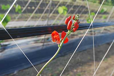 花豆も花が咲き出しました。