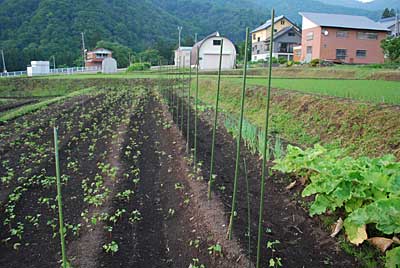 短径自然薯にイボ竹を立てました。