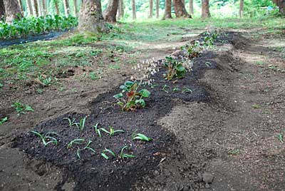 予定どおりユキノシタの定植をしました。