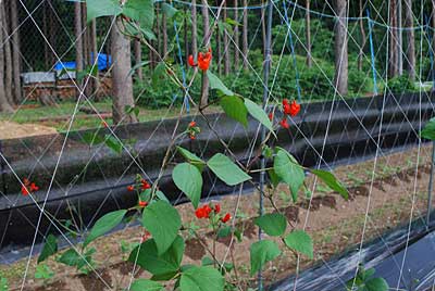 花豆も新たな花がポツポツ咲き出しました。