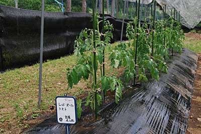 レッドオーレを１２本定植しました。