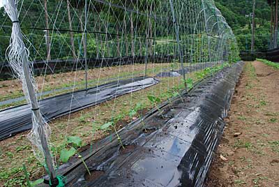 豆の苗を定植しました。