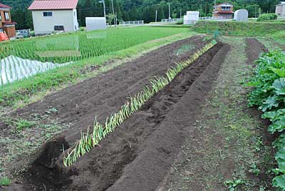 ネギ苗２００本、定植終わりました。