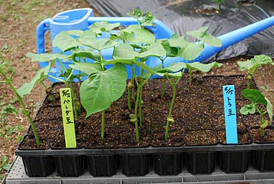 パンダ豆とトラ豆の苗を定植しました。