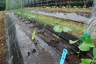 苗の出来が悪くて、パンダ豆９本、トラ豆２本だけしか定植出来ませんでした。