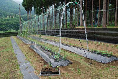 ツル系豆苗の定植が終わりました。