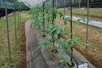 昨日、定植したトマト（レッドオーレ）ですが、今日はシャキッとしてくれていました。