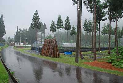 午後の２時半過ぎからやっと雨が降り出しました。