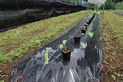 鞍掛豆の定植をしました。