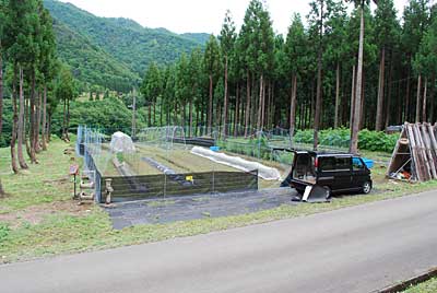 猿よけアミの中の野菜の定植は、今日で全て終了しました。