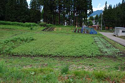 昨日の雨で、ため池の下の畑のソバとヒマワリは一気に大きくなりました。