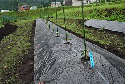 ワタは根っこの周りに共生菌を持っているそうなのでポットごと定植しました。