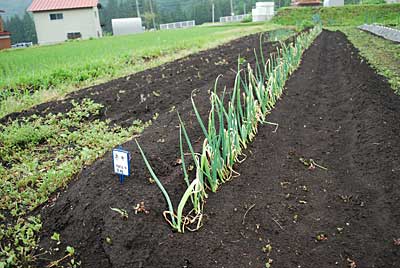 雨が降ってくれたのでネギも根付いてくれたようです。