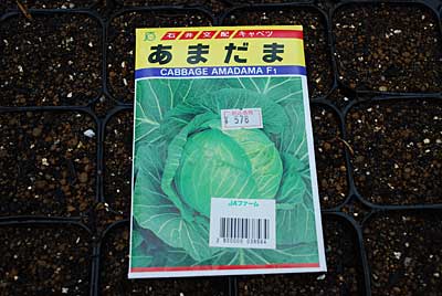 「あまだま」キャベツの種まきをしました。