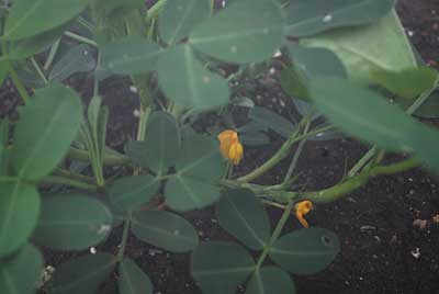 落花生のオオマサリに待望の花が咲き出しました。