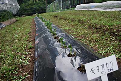 農園のジャガイモは ようやく発芽がはじまりました。